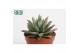 Echeveria hookeri 