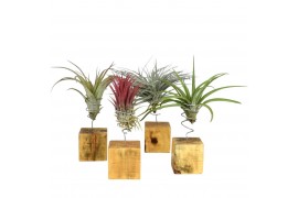 Tillandsia arrangement tillandsia houtblok large 1 pp