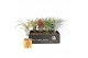 Tillandsia arrangement tillandsia houtblok large 1 pp 