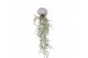 Tillandsia arrangement Tillandsia schelp small 1 pp 