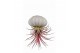 Tillandsia arrangement Tillandsia schelp small 1 pp 