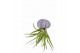 Tillandsia arrangement Tillandsia schelp small 1 pp 