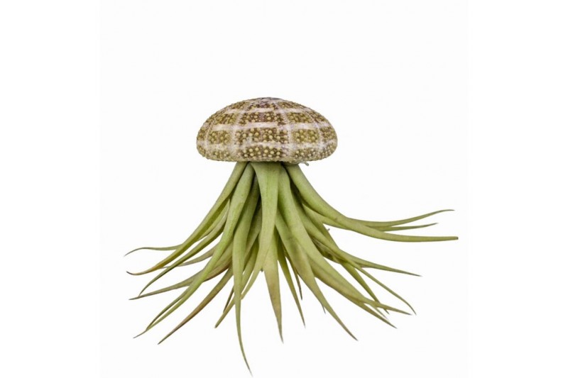 Tillandsia arrangement Tillandsia schelp large 1 pp 
