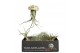 Tillandsia arrangement Tillandsia schelp large 1 pp 