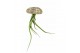 Tillandsia arrangement Tillandsia schelp large 1 pp 