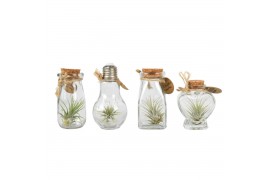 Tillandsia arrangement glas bottle small mix