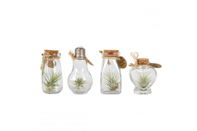 Tillandsia arrangement glas bottle small mix 