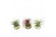 Tillandsia arrangement Tillandsia schelp standaard ionantha 1 pp 