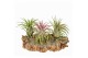 Tillandsia arrangement Tillandsia Kurkhout medium 1 pp 1 bl. 