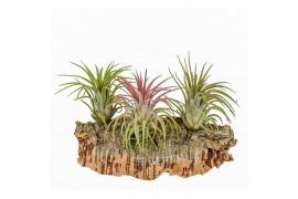 Tillandsia arrangement Tillandsia Kurkhout medium 1 pp 1 bl.