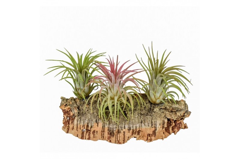Tillandsia arrangement Tillandsia Kurkhout medium 1 pp 1 bl. 
