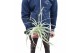 Tillandsia straminea XXL 