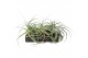 Tillandsia straminea XXL 