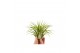 Tillandsia Tillandsia ionantha groen XL 1 bl. 