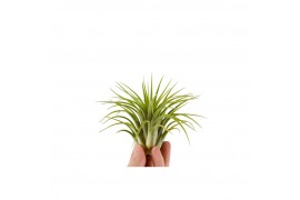 Tillandsia Tillandsia ionantha groen XL 1 bl.