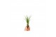 Tillandsia Tillandsia Melanocrater Bonsai (baby) 1 bl. 