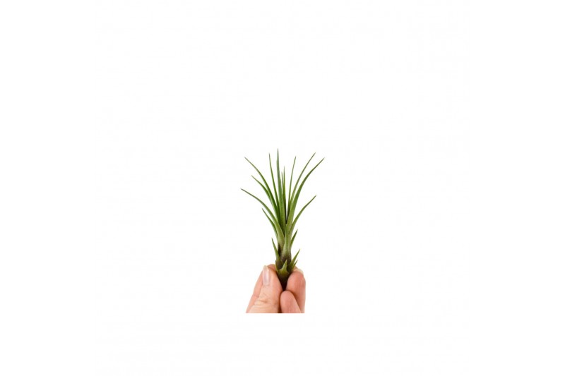Tillandsia Tillandsia Melanocrater Bonsai (baby) 1 bl. 