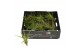 Tillandsia Tillandsia Melanocrater Bonsai (baby) 1 bl. 