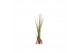 Tillandsia Tillandsia juncea Bonsai (baby) 1 bl. 