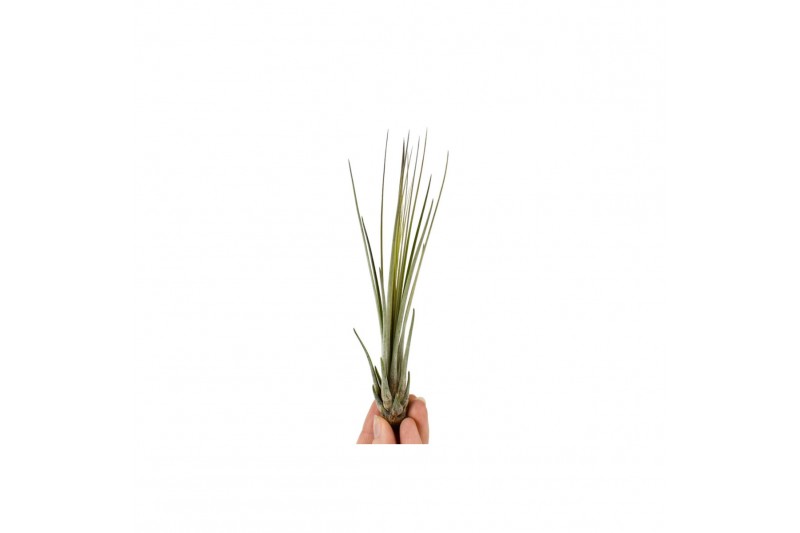 Tillandsia Tillandsia juncea Bonsai (baby) 1 bl. 