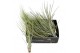 Tillandsia Tillandsia juncea Bonsai (baby) 1 bl. 