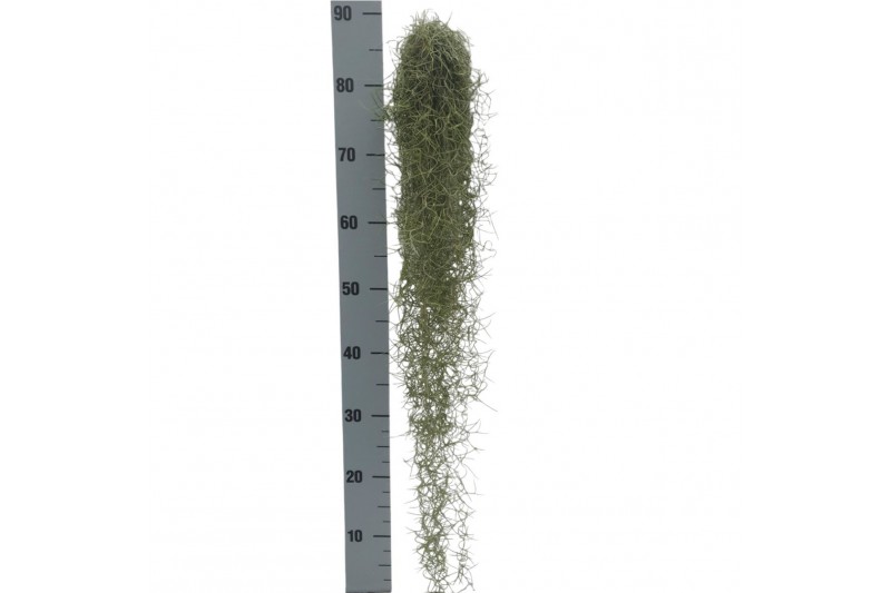 Tillandsia usneoides Tillandsia Usneoides green XL 90 - 99  cm 1 bl. 