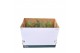 Tillandsia usneoides Tillandsia Usneoides green XL 90 - 99  cm 1 bl. 
