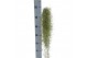 Tillandsia usneoides Tillandsia usneoides green medium 50 - 59  cm 