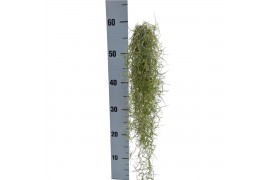 Tillandsia usneoides Tillandsia usneoides green medium 50 - 59  cm