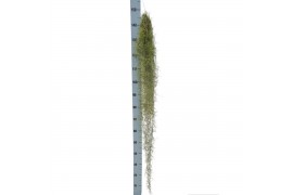 Tillandsia usneoides green extreme