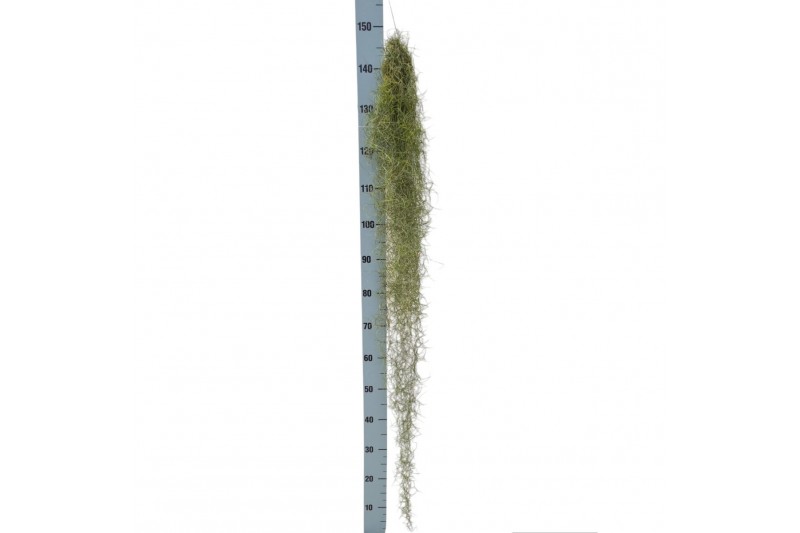 Tillandsia usneoides green extreme 