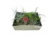 Tillandsia Tillandsia mix x12 exclusif 1 bl. 