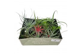 Tillandsia Tillandsia mix x12 exclusif 1 bl.