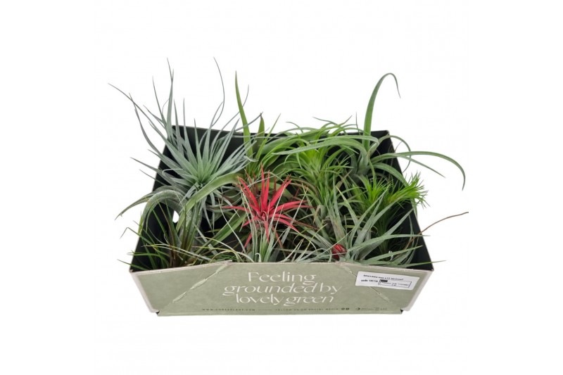 Tillandsia Tillandsia mix x12 exclusif 1 bl. 