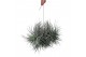 Tillandsia Tillandsia silver clumb XXL 1 bl. 