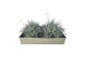 Tillandsia Tillandsia silver clumb XXL 1 bl. 