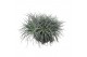 Tillandsia Tillandsia silver clumb XXL 1 bl. 