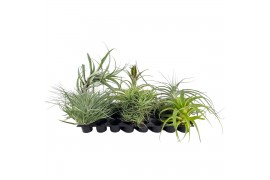 Tillandsia Tillandsia exclusif mix XXL x6 1 bl.