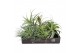 Tillandsia Tillandsia exclusif mix XXL x6 1 bl. 