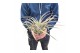 Tillandsia brachycaulus xxl 