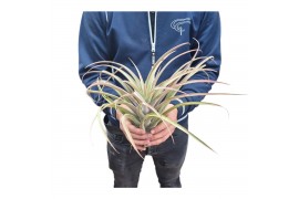 Tillandsia brachycaulus xxl