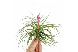 Tillandsia tillandsia stricta met bloem 1 bl.