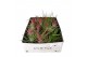 Tillandsia Tillandsia CS mix x40 1 bl. 