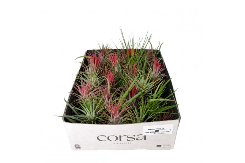 Tillandsia Tillandsia CS mix x40 1 bl. 