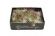 Tillandsia Tillandsia CS mix x40 1 bl. 