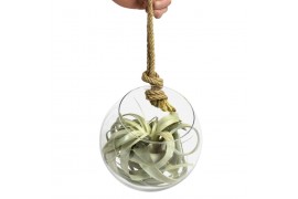 Tillandsia arrangement glas bol xl touw