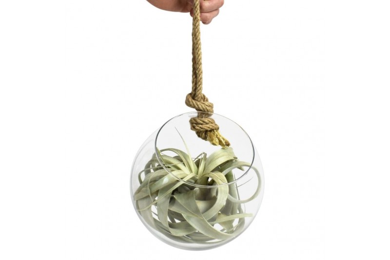 Tillandsia arrangement glas bol xl touw 