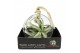 Tillandsia arrangement glas bol xl touw 