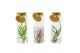 Tillandsia arrangement glas kurk buisje medium 