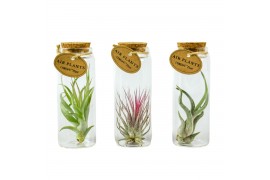 Tillandsia arrangement glas kurk buisje medium